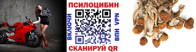 Псилоцибиновые грибы Cubensis Нерюнгри